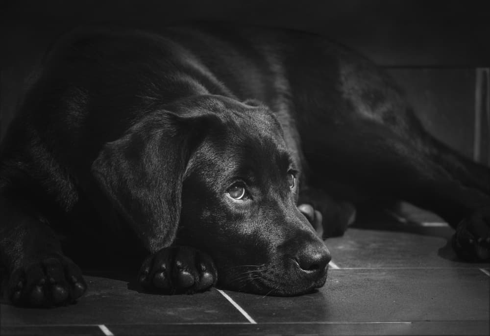 Soulful Black Labrador by Montserrat Alviani — canvas wall art