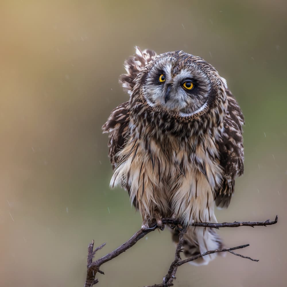Rainy Day Owl by Taksing (吉星高照) — canvas wall art