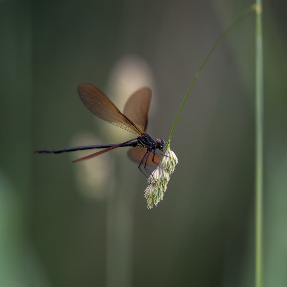 Bronze Damselfly Perched by Sergio Barboni — canvas wall art