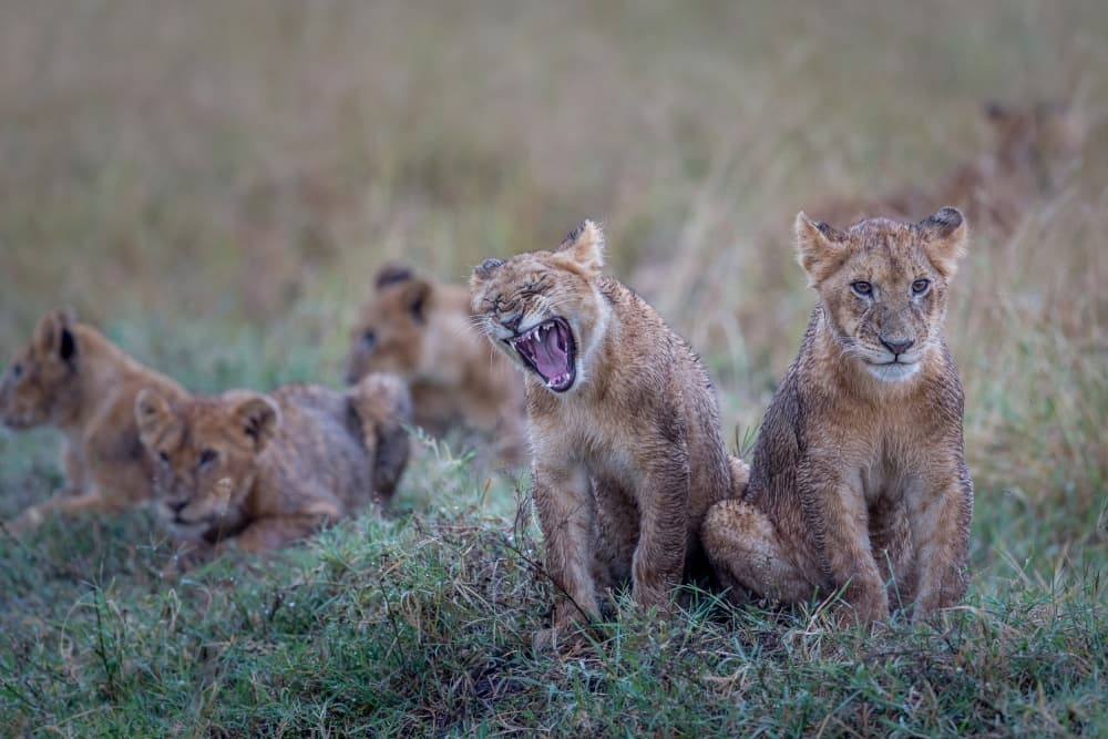 Cute Lion Cubs Yawning by Jeffrey C. Sink — canvas wall art