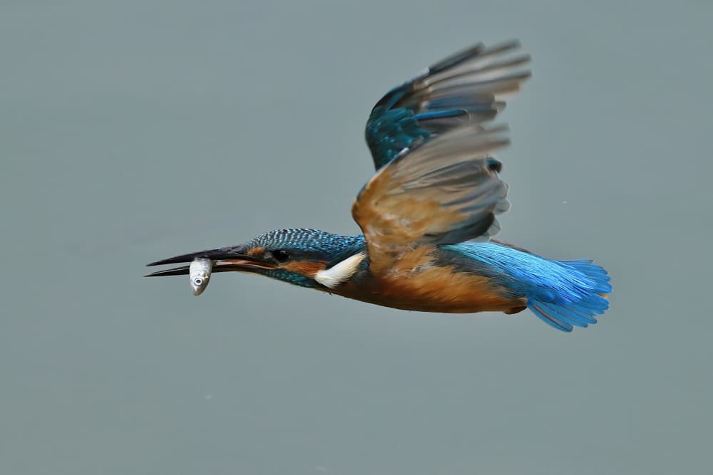 Swift Kingfisher's Catch by Gavin Lam — canvas wall art