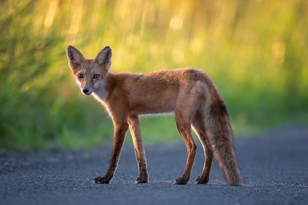 Curious Golden Fox by Siyu_Wei APA — canvas wall art