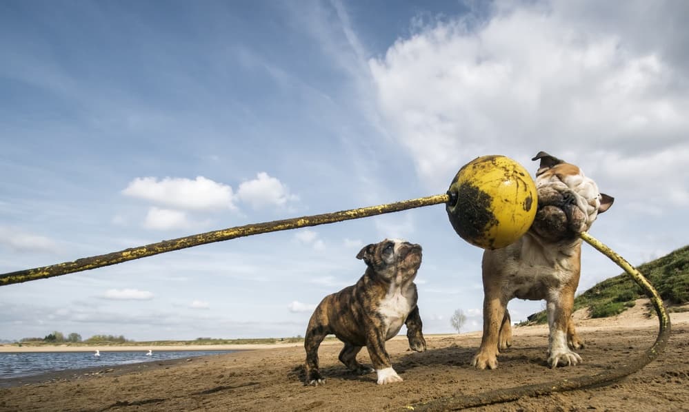 Bulldogs Beach Fun by Gert van den Bosch — canvas wall art