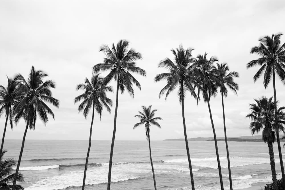 Palm Paradisebw by Kathrin Pienaar — canvas wall art