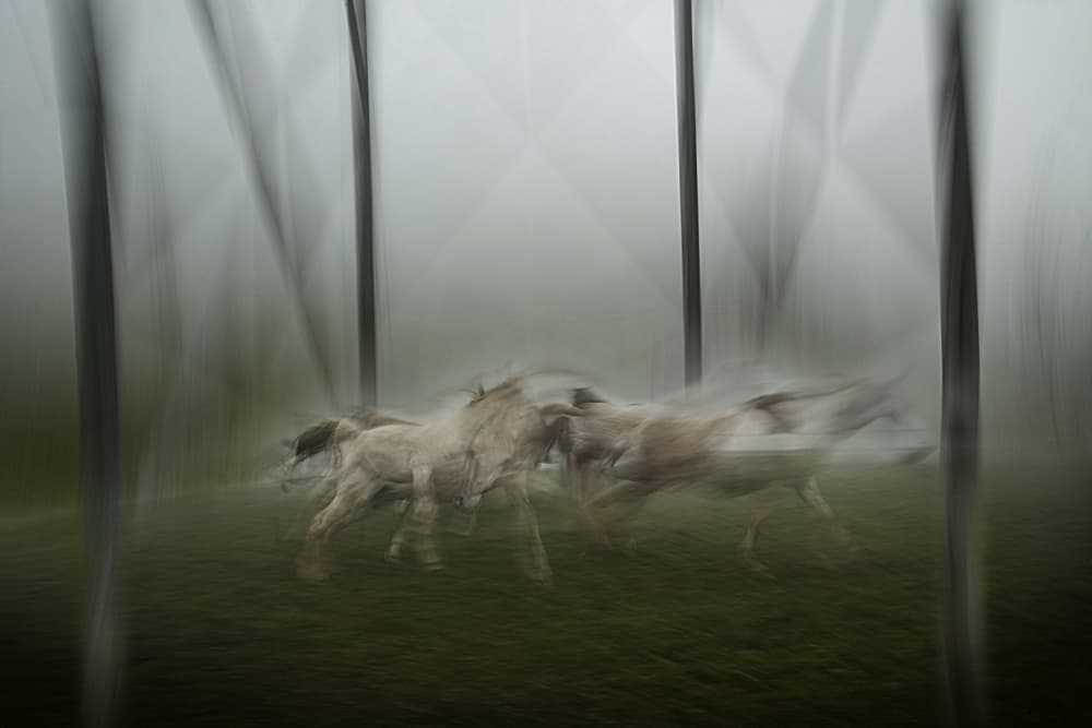 Ethereal Running Horses by Milan Malovrh — canvas wall art