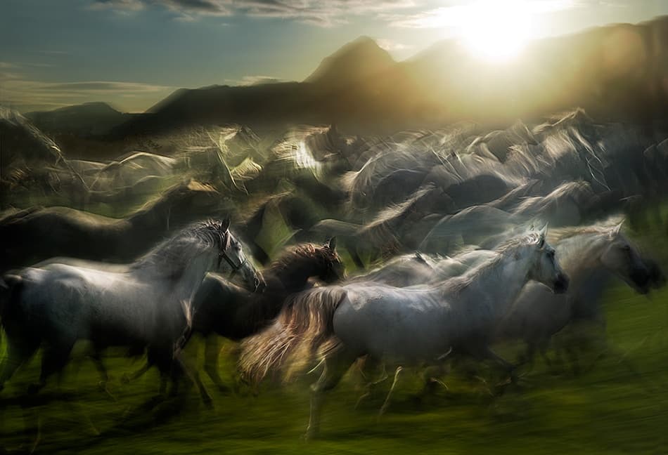Galloping Horses Golden Hour by Milan Malovrh — canvas wall art