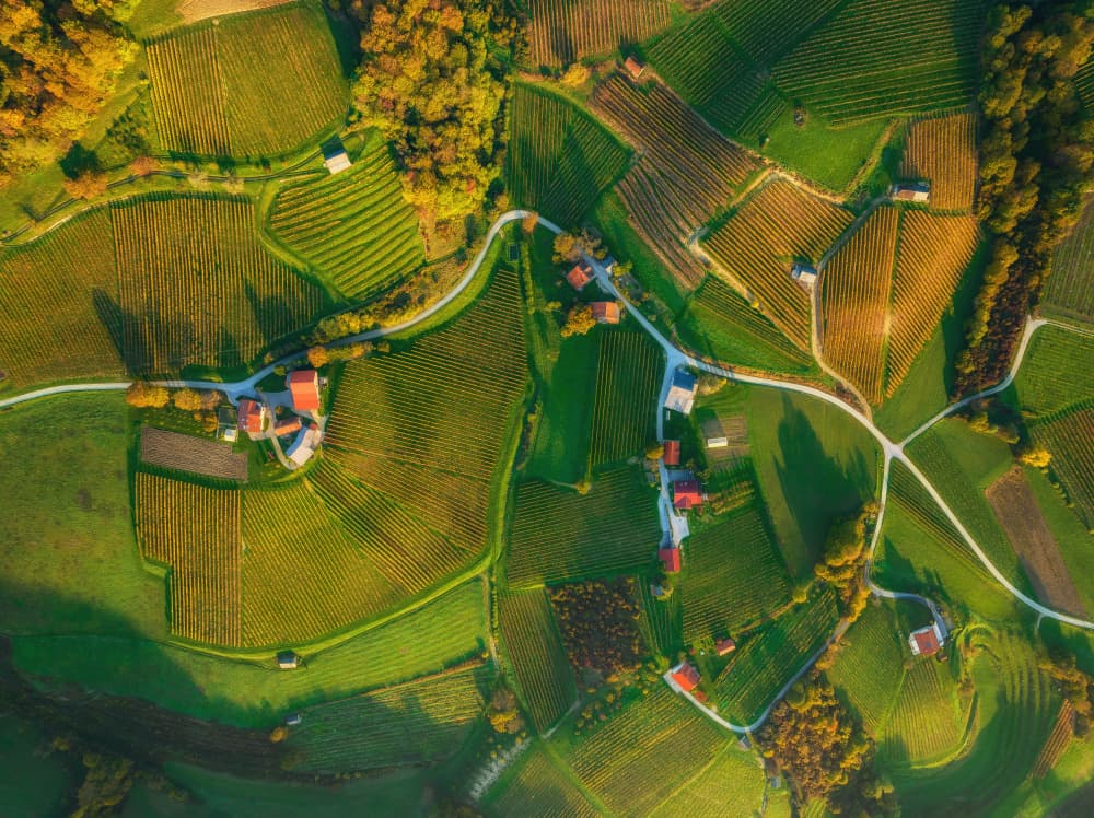 Sunlit Rural Vineyards by Ales Krivec — canvas wall art