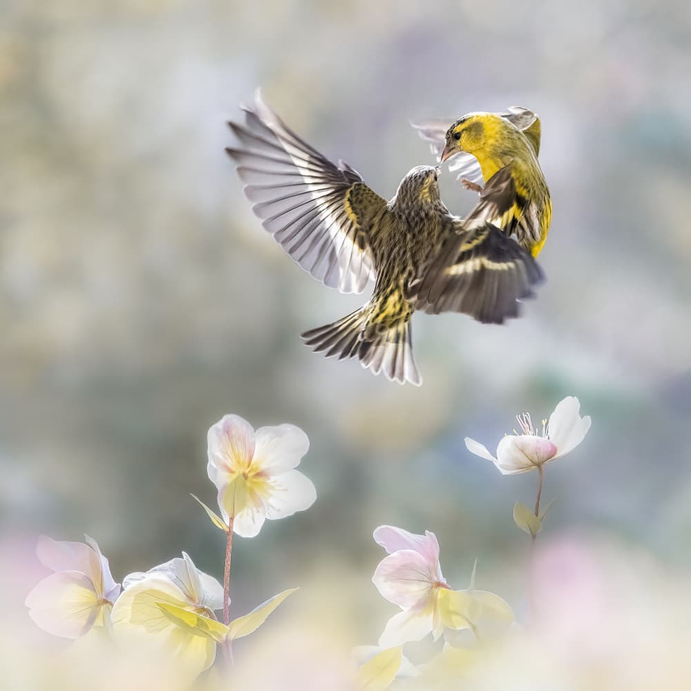 Delicate Bird Dance by Martine Benezech — canvas wall art