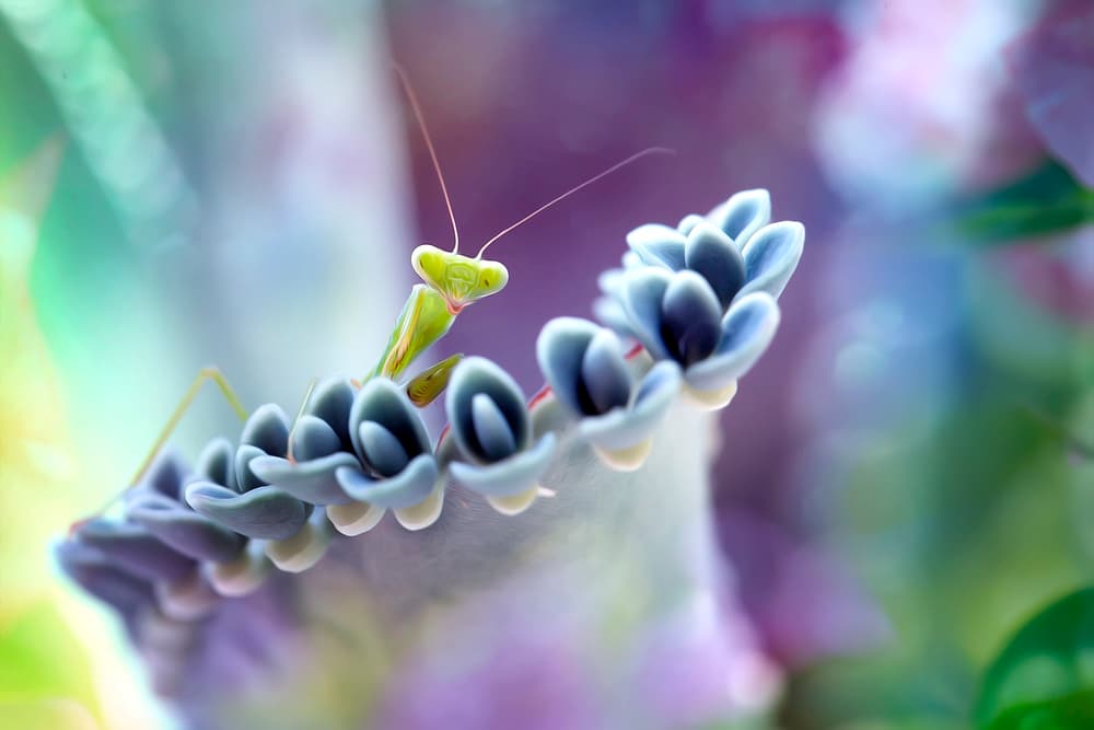 Praying Mantis Pastel Dream by Fauzan Maududdin — canvas wall art