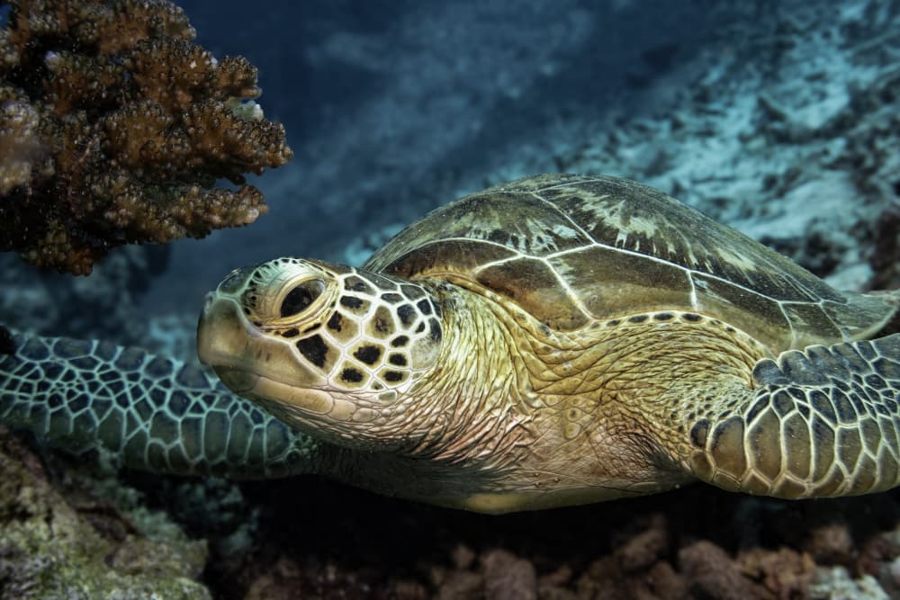 Serene Sea Turtle by Ido Meirovich — canvas wall art