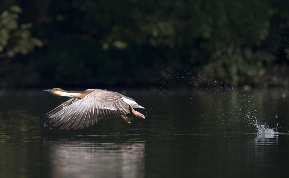 Flying Duck Splash by C.S. Tjandra — canvas wall art