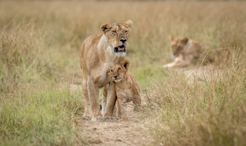 African Lion Family by Jeffrey C. Sink — canvas wall art