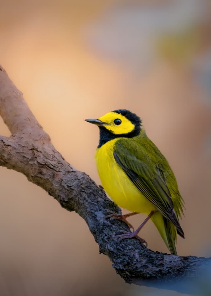 Vibrant Hooded Warbler by Jacob (Jian) Xu — canvas wall art