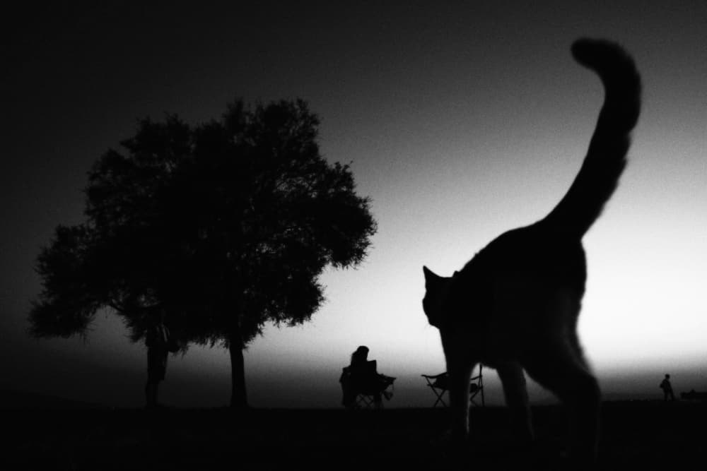 Cat Silhouette Twilight by Ali Ayer — canvas wall art