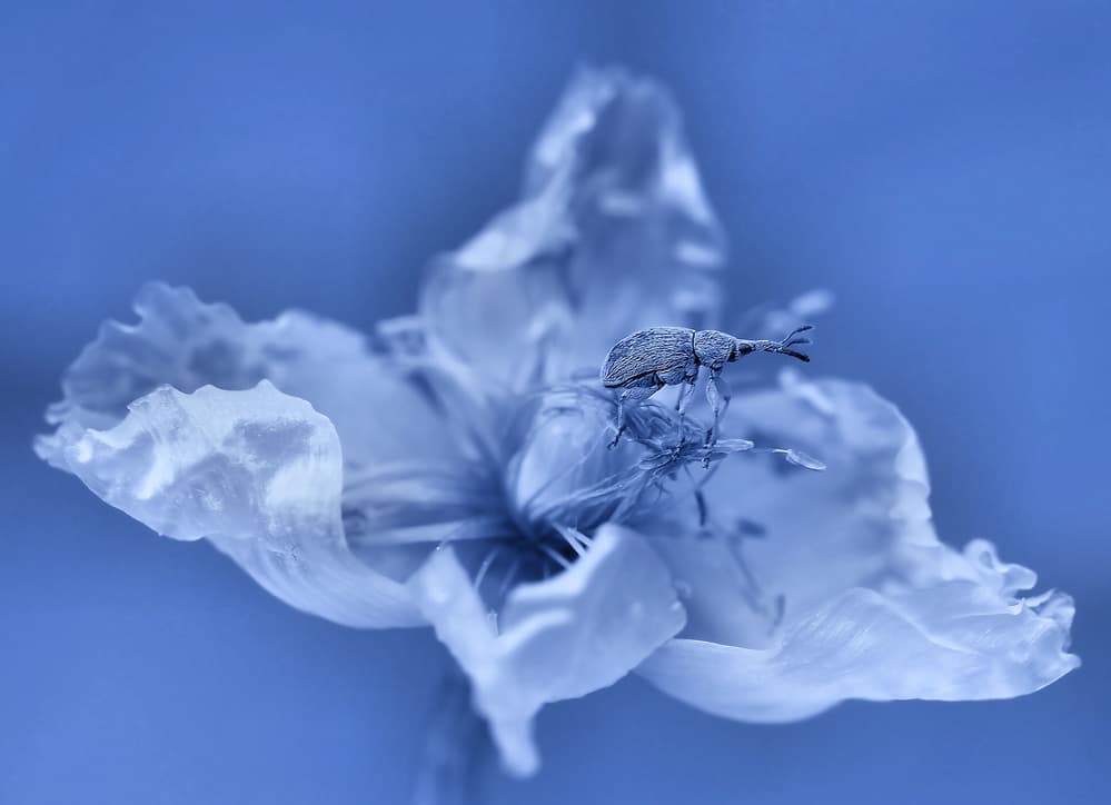 Weevil on Blue Flower by Thierry Dufour — canvas wall art