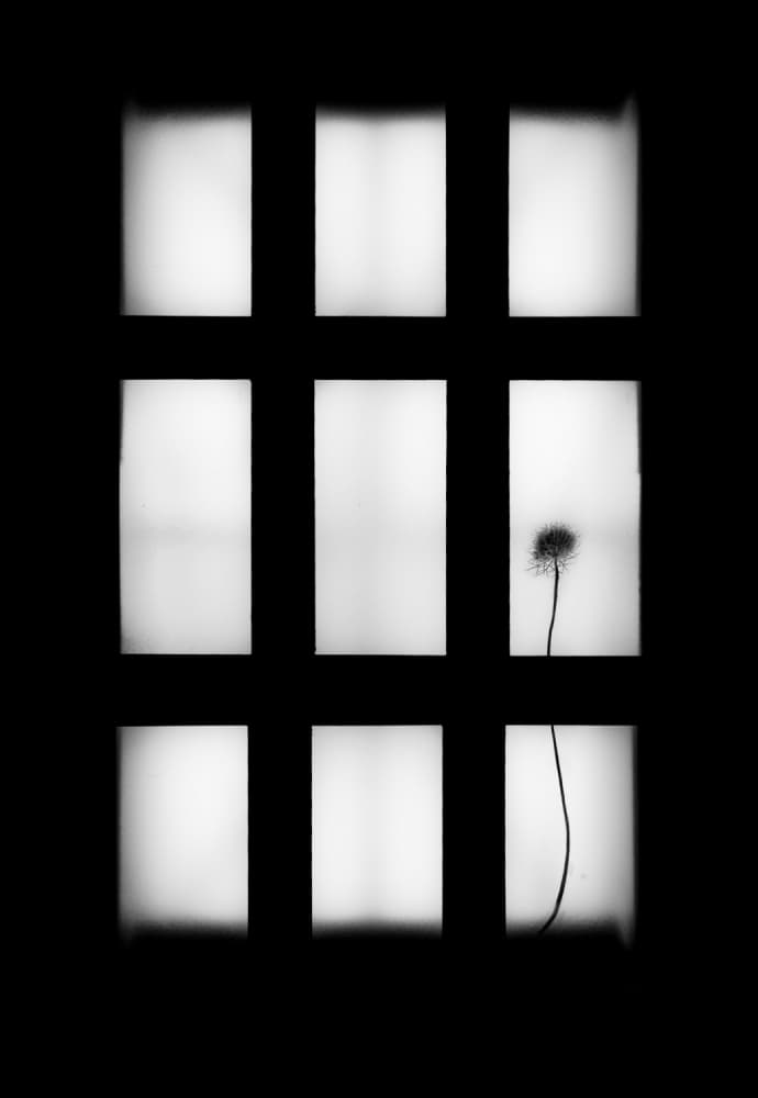 Dandelion Window Silhouette by David Senechal Photographie (polydactyle) — canvas wall art