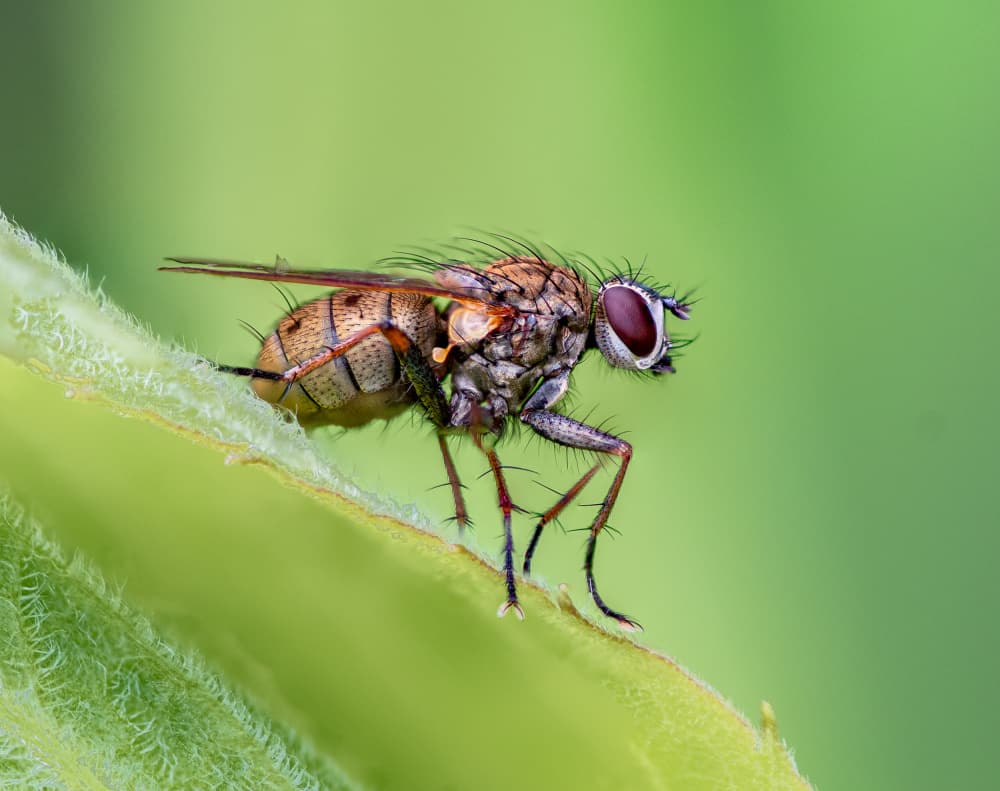 Detailed Fly on Green by Atul Saluja — canvas wall art