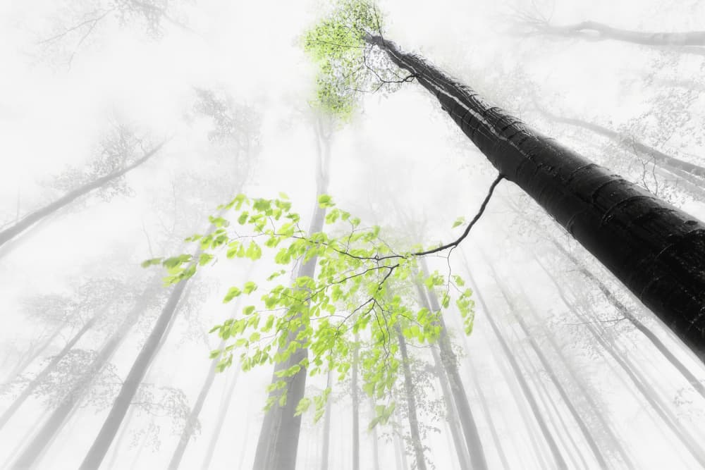 Misty Forest Green Leaves by Tom Pavlasek — canvas wall art