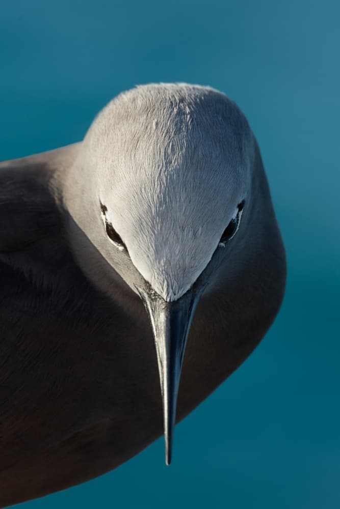 Grey Bird Gaze by Mathilde Guillemot — canvas wall art