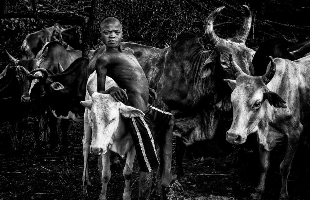 African Boy and Cattle by Joxe Inazio Kuesta Garmendia — canvas wall art