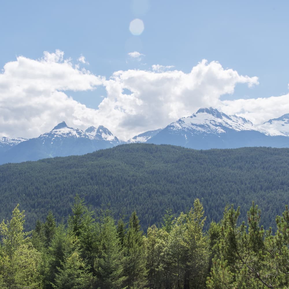 Majestic Mountain Forest by Lynann Colligan — canvas wall art