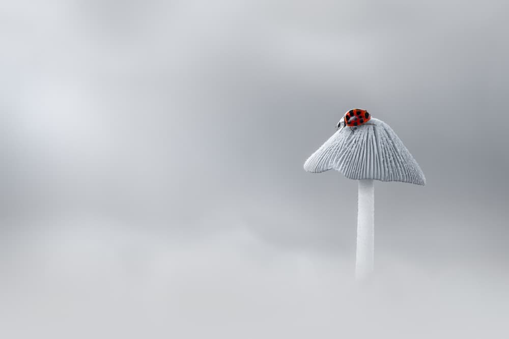 Red Ladybug on Mushroom by Atul Saluja — canvas wall art
