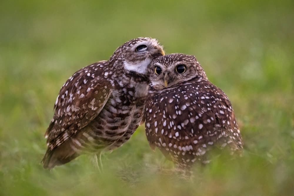 Sweet Owl Pair by John Fan — canvas wall art