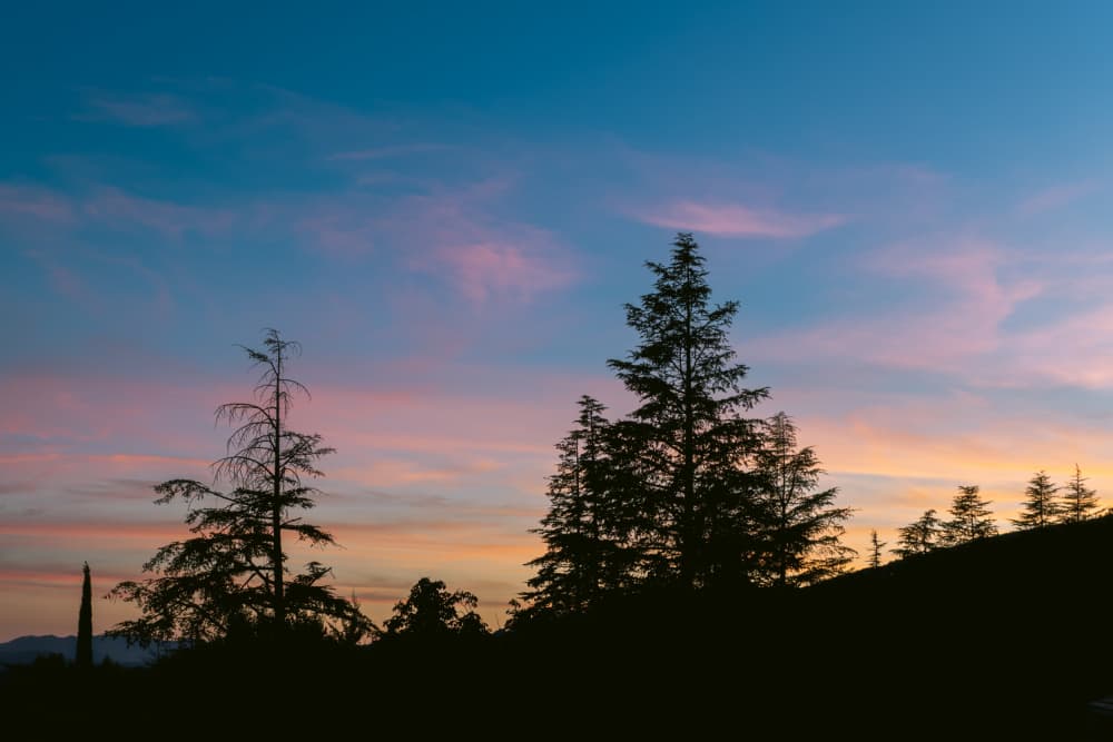 Colorful Twilight Trees by Aimee Giles — canvas wall art