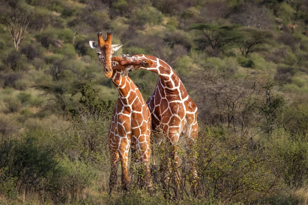 Reticulated Giraffe Pair by Mark Strom — canvas wall art
