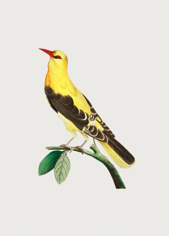 Golden Oriole by George Shaw — canvas wall art