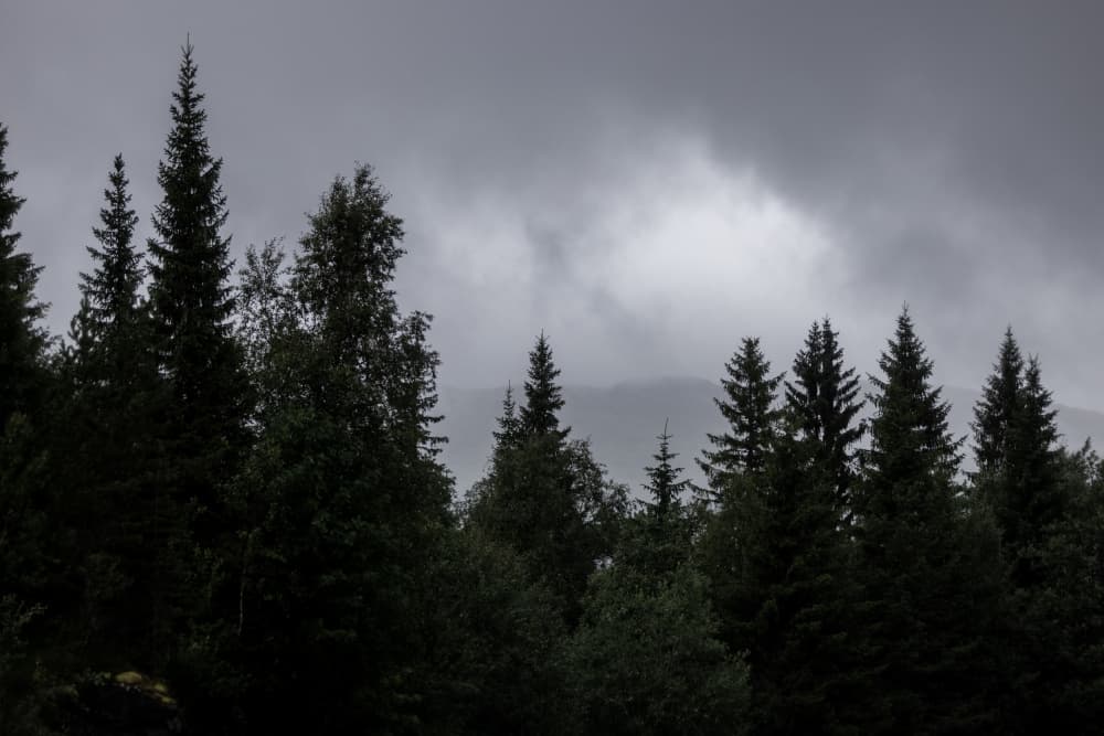 Mystical Forest Scene 2 by Mareike Böhmer — canvas wall art