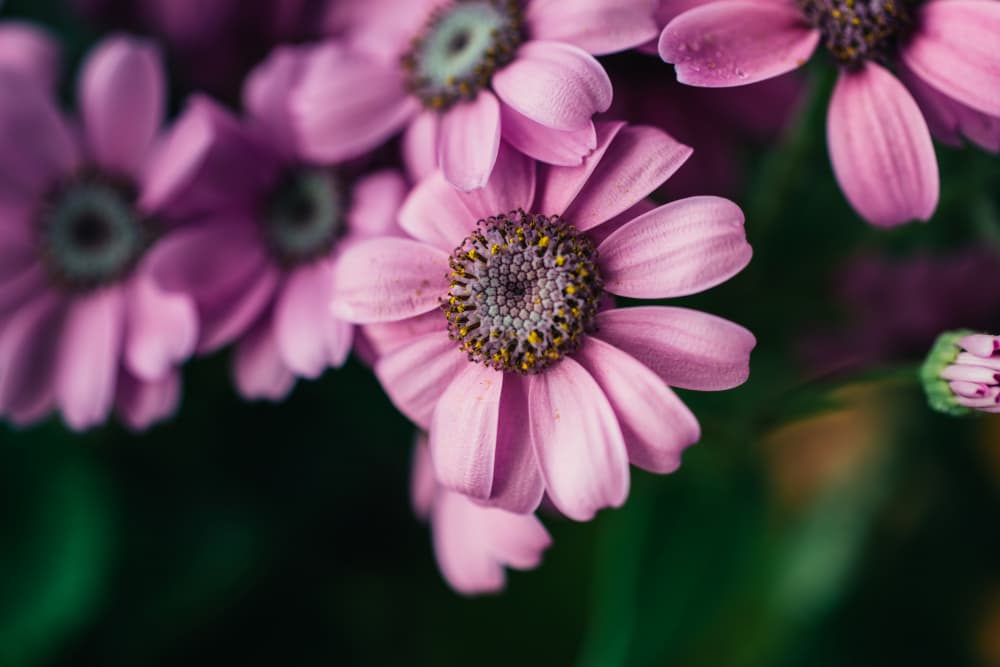 Delicate Pink Blossoms by Javier Pardina — canvas wall art