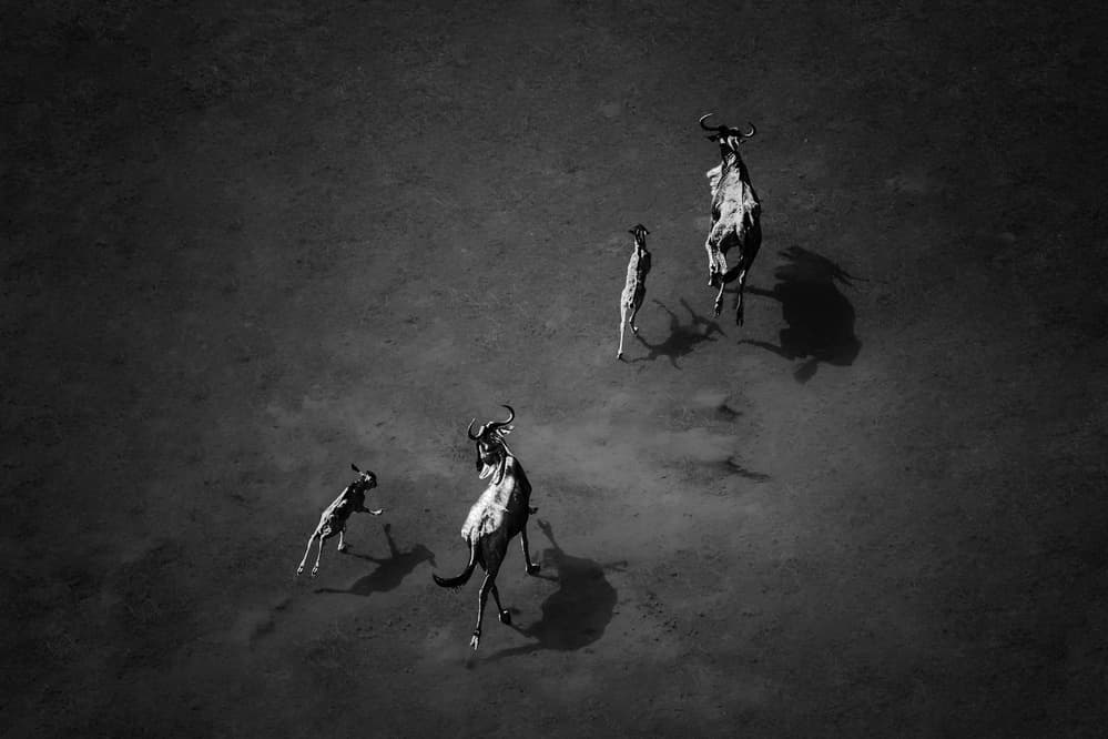 Wildebeest Crossing by Leah Xu — canvas wall art