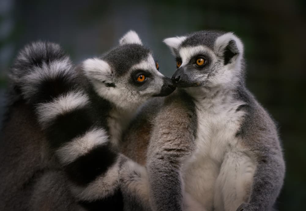 Ring-Tailed Lemur Bond by Emanuel Papamanolis — canvas wall art