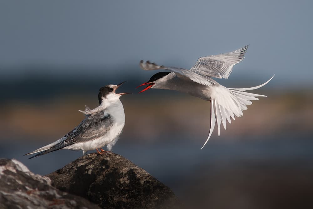 Tern Feeding Flight by Magnus Renmyr — canvas wall art