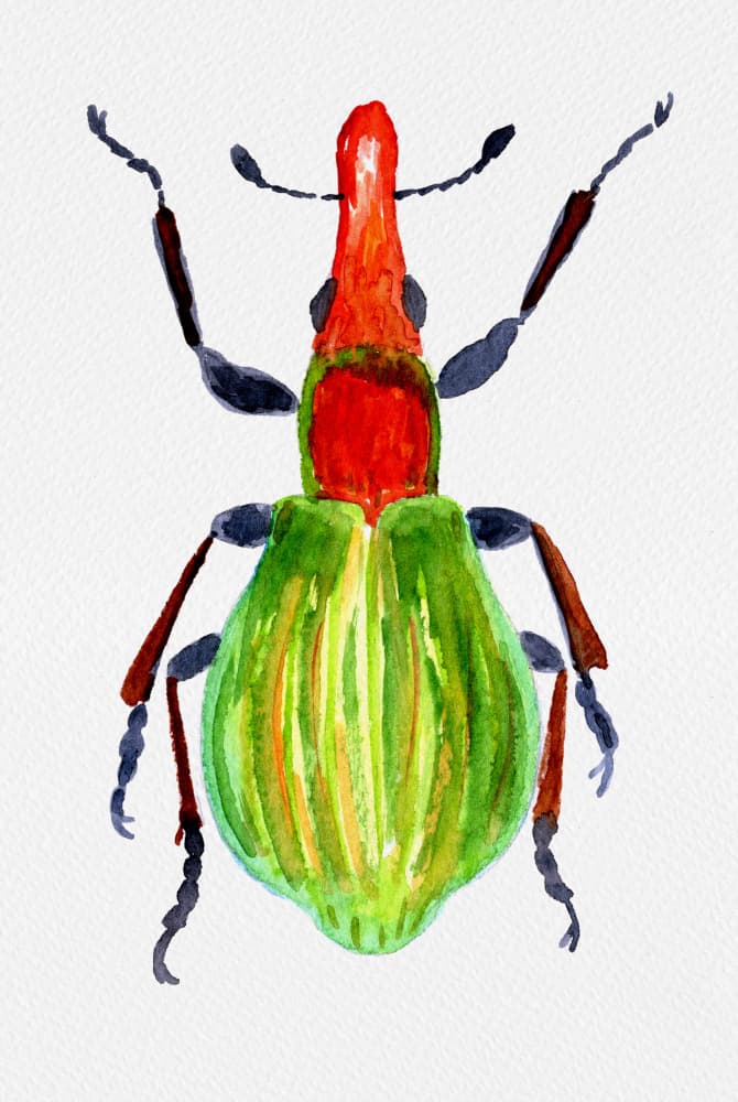 Colorful Tropical Weevil by Kata Botanical — canvas wall art