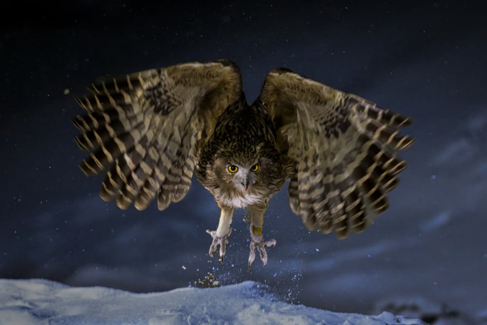 Nocturnal Owl Flight by Dennis Zhang — canvas wall art