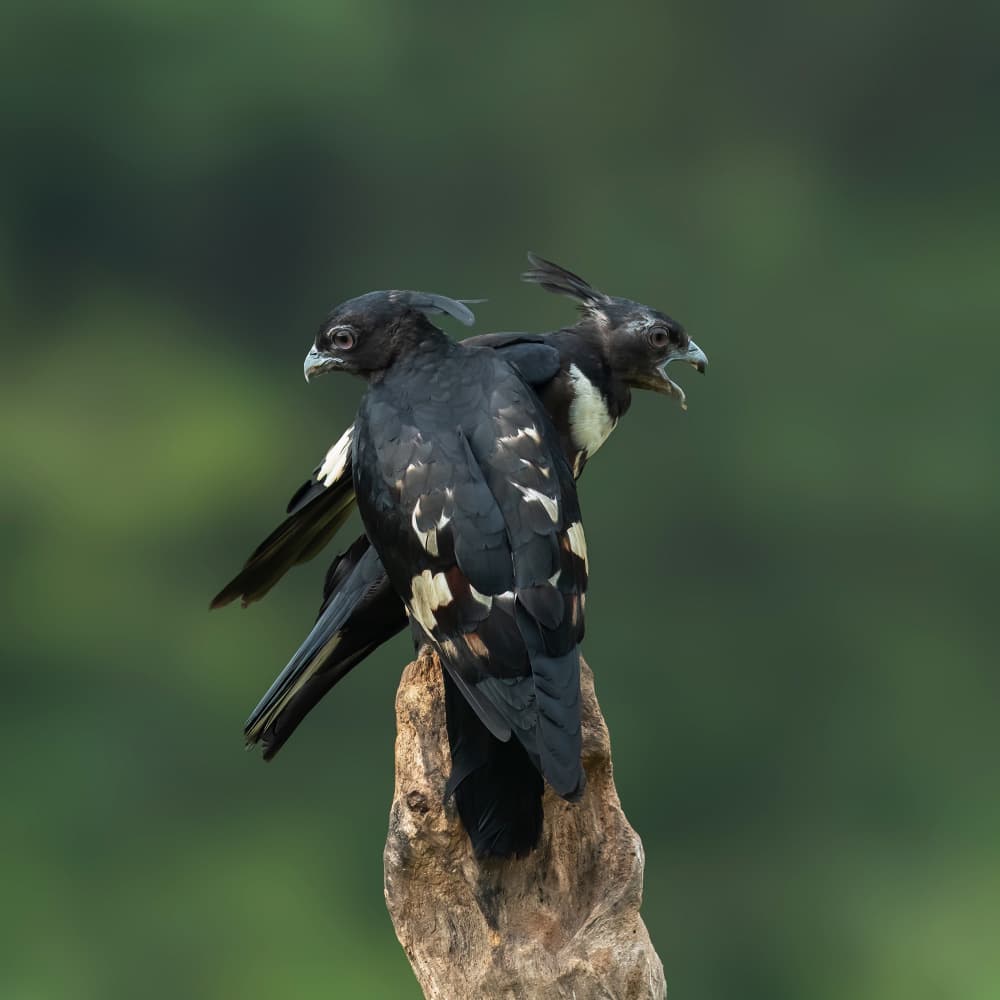 Crested Bird Pair by Taksing (吉星高照) — canvas wall art