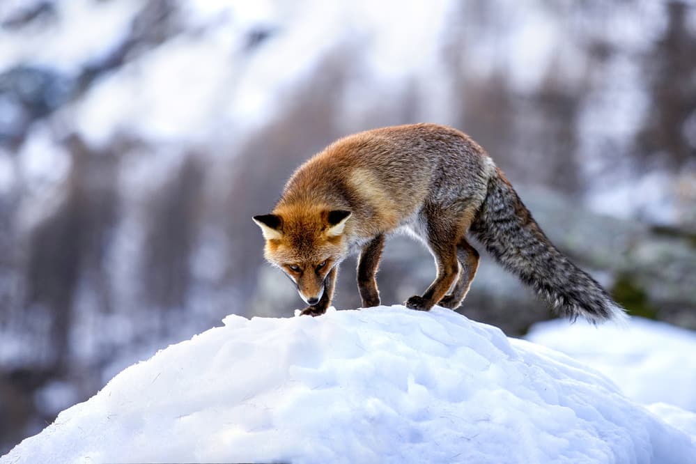 Fox look by Marco Redaelli — canvas wall art
