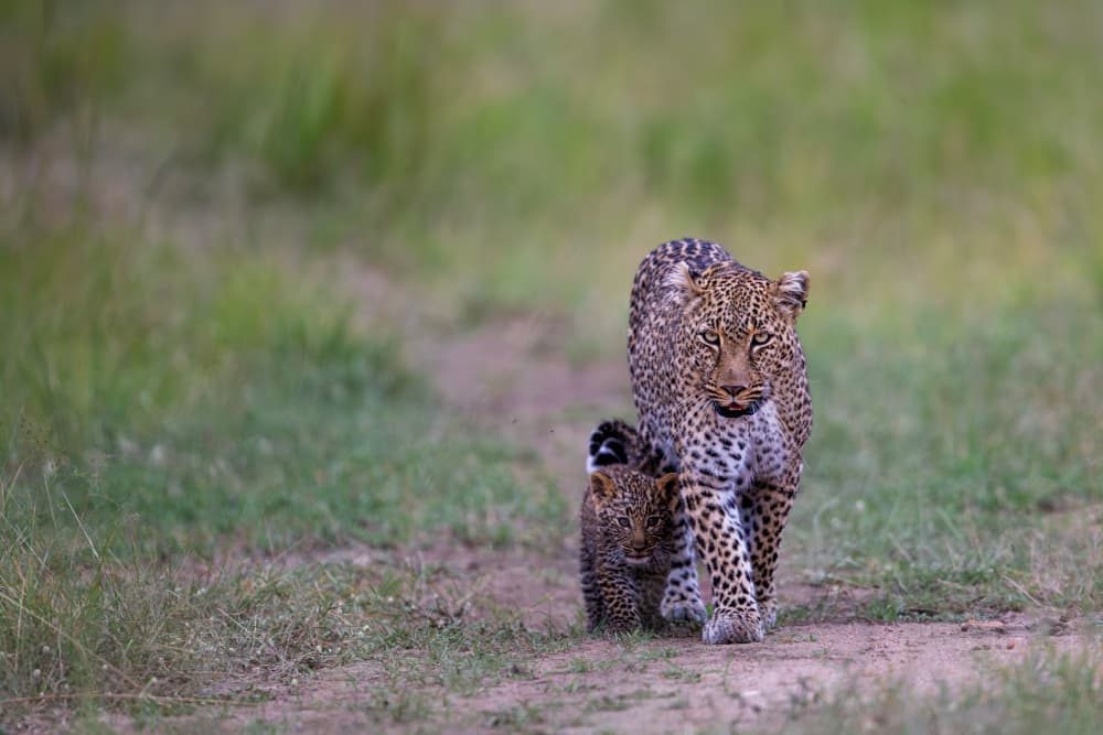 Leopard Mother Cub by Bjoern Alicke — canvas wall art