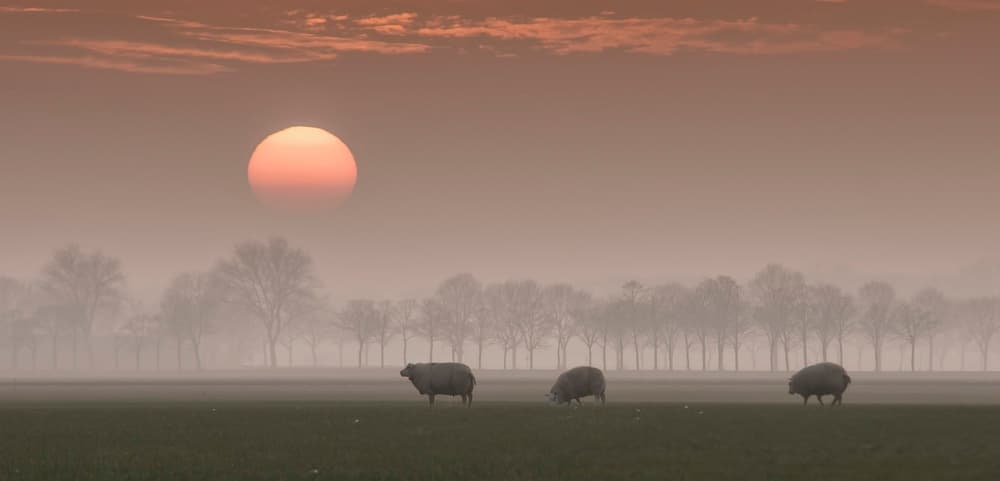 Misty Morning Sheep by Gert van den Bosch — canvas wall art
