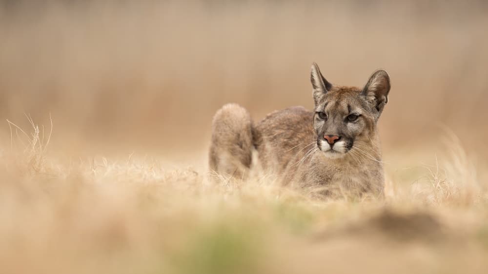 Watchful Mountain Lion by Milan Zygmunt — canvas wall art
