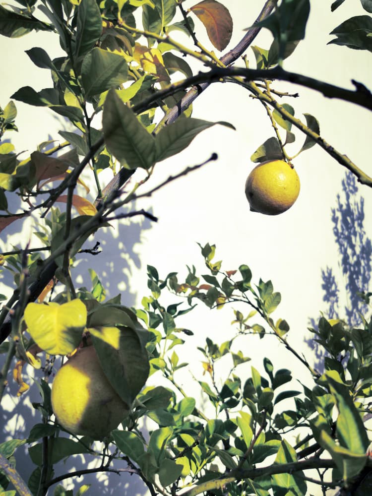 Sunlit Lemon Branches by Angelo Cerantola — canvas wall art
