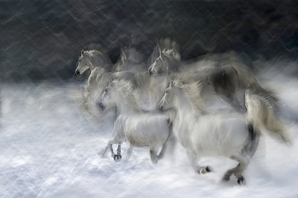 Ethereal White Horses by Milan Malovrh — canvas wall art