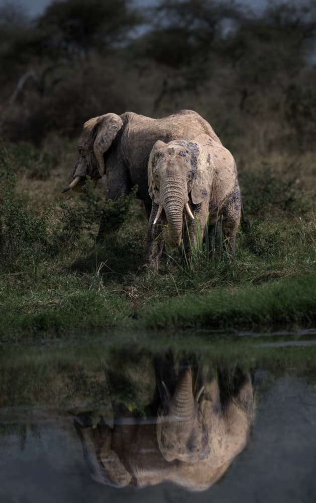 African Elephants Reflection by Andrea Auf dem Brinke — canvas wall art