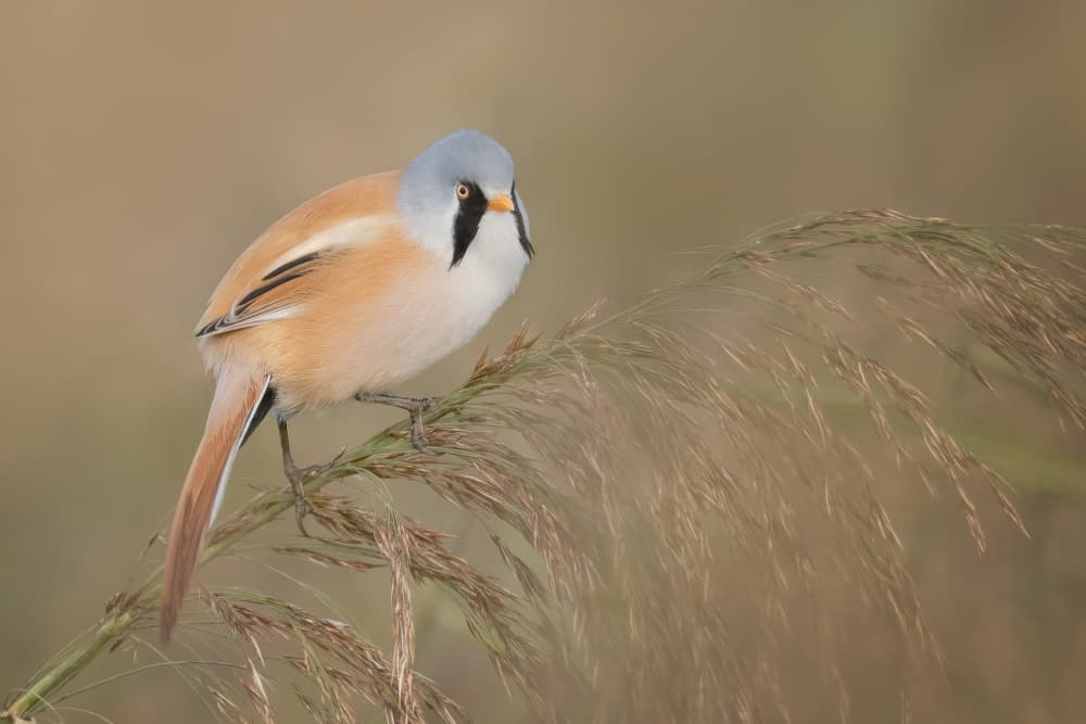 Bearded Tit In Reeds by Tom Meier — canvas wall art