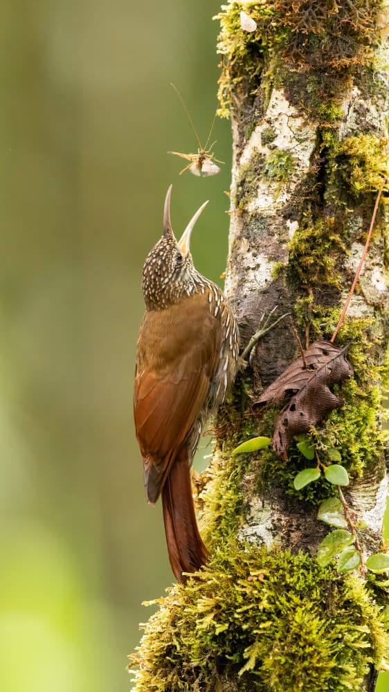 Jungle Bird Feast by Bill Lu — canvas wall art