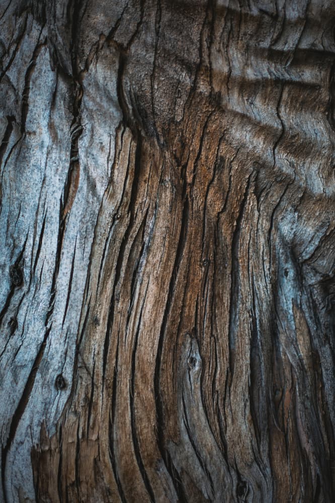 Eucalyptus Texture by Tim Mossholder — canvas wall art