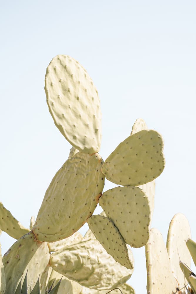 Prickly Pear Sky by Henrike Schenk — canvas wall art