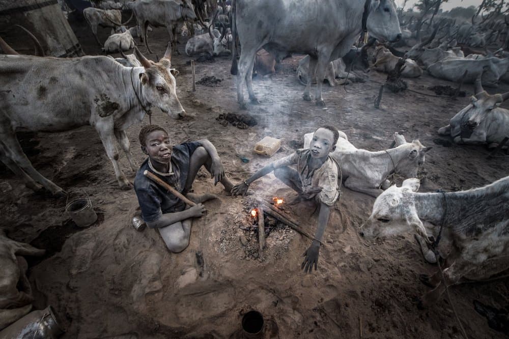 African Boys and Cattle by Joxe Inazio Kuesta Garmendia — canvas wall art